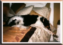 Dog sleeping on a bed