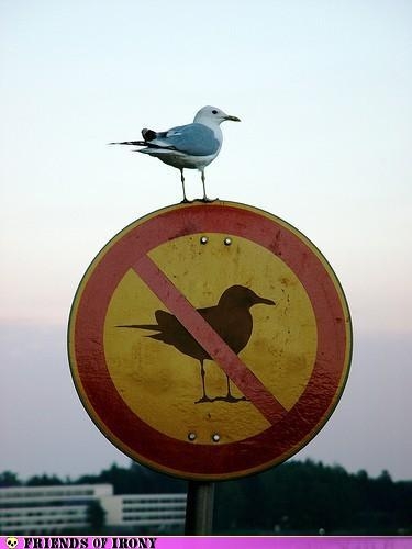 Bird sitting on a no birds allowed sign