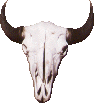 Cow Skull