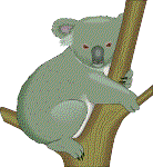 Tom the Koala