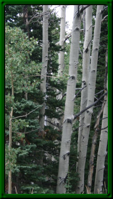 Aspens