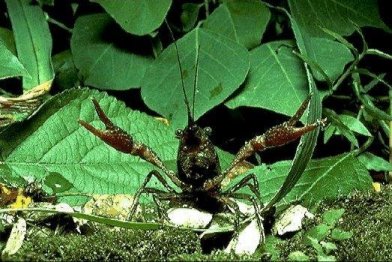 Picture of a real crawdad