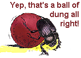 Beetle rolling a ball of dung