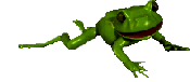 A frog