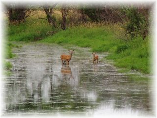 Deer in still waters