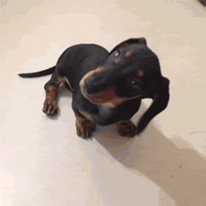 Confused Dog