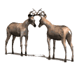 Deer butting heads