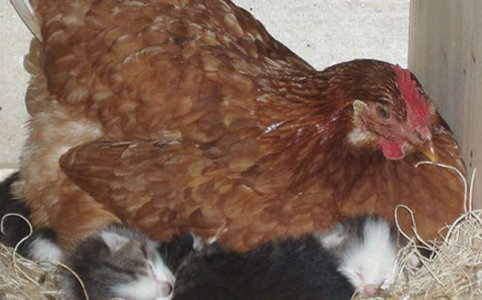 Chicken sitting on kittens