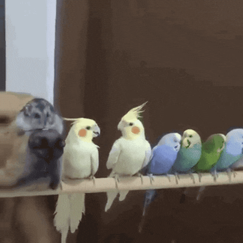 Dog looking at bird