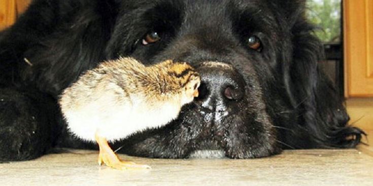 Dog looking at baby chick