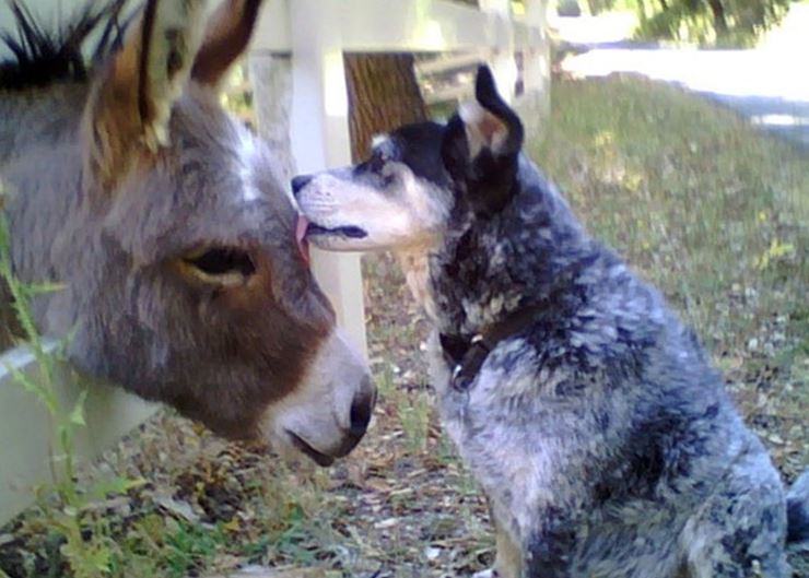 Dog and donkey