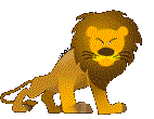 Growling lion