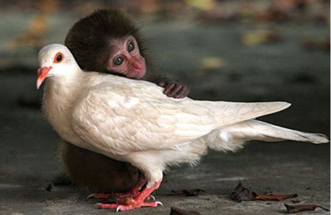 Monkey hugging a bird