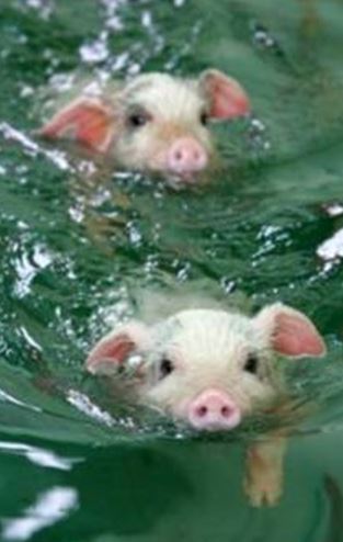 Pigs swimming