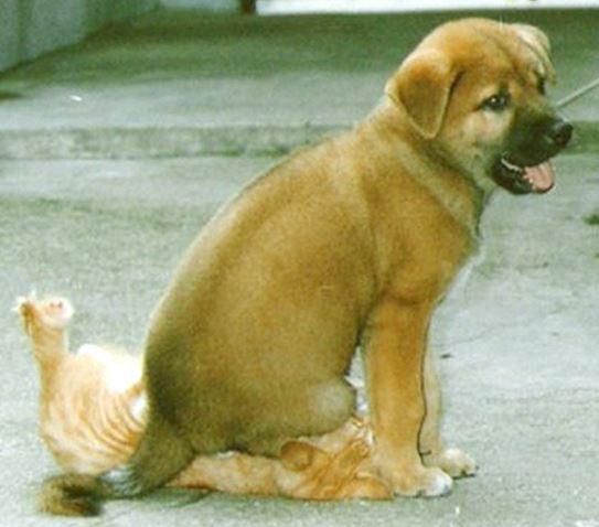 Dog sitting on cat