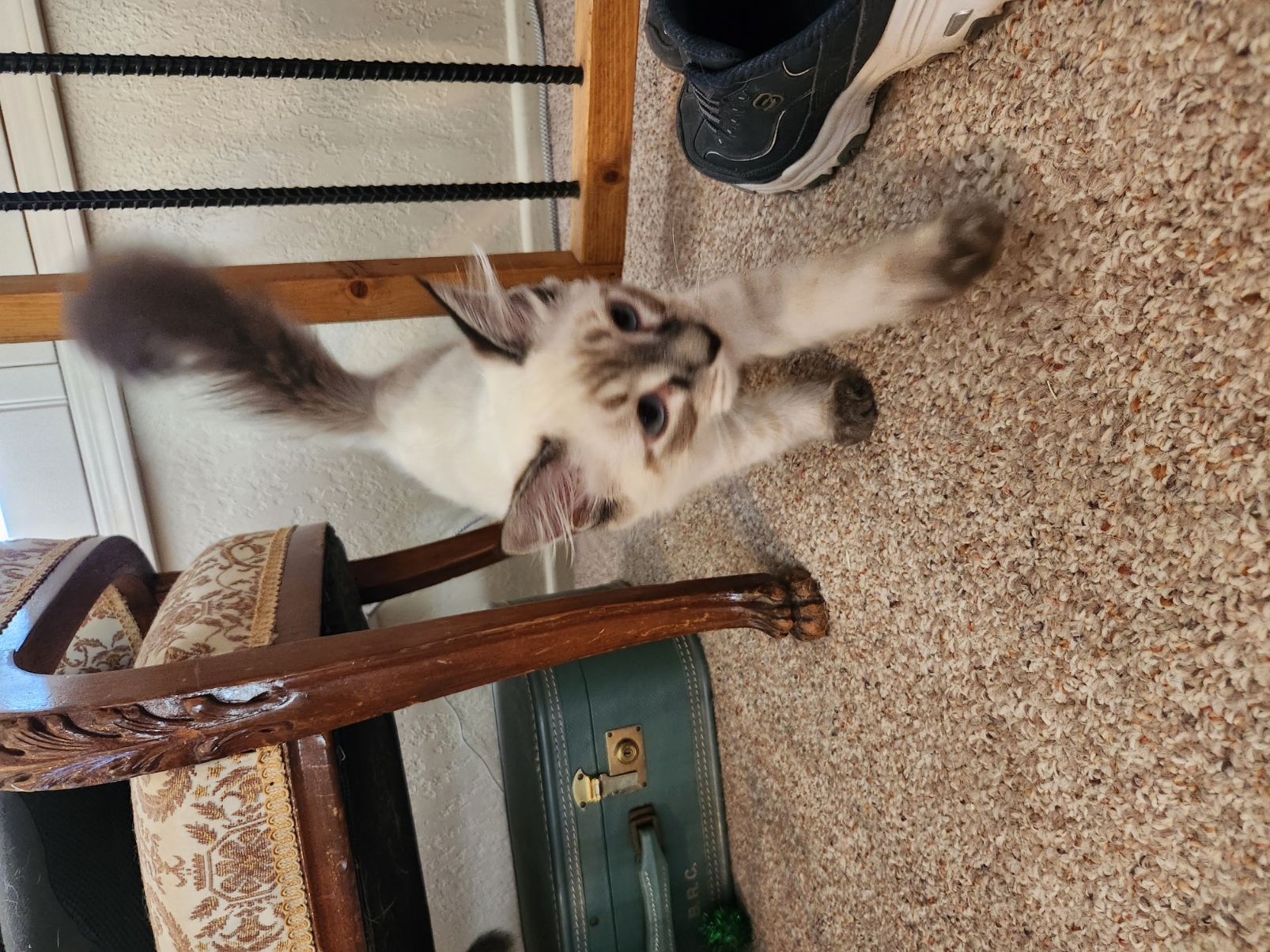Goober the kitten