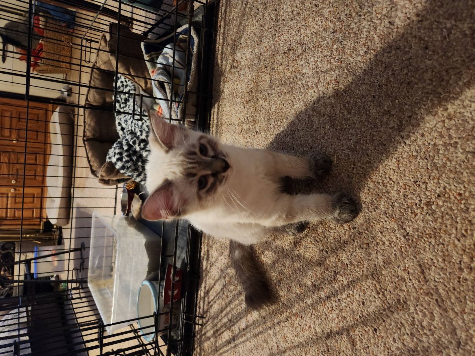 Muffin the kitten