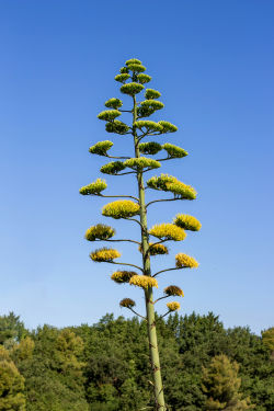 Aloe Agave Americana