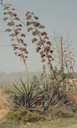 Aloe Agave Americana