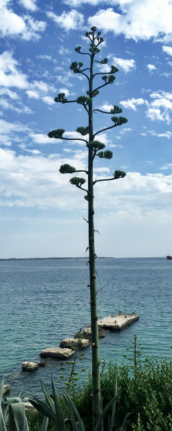 Aloe Agave Americana