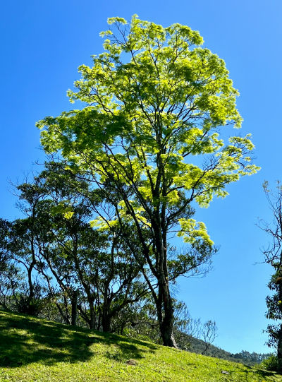 Large leafy tree