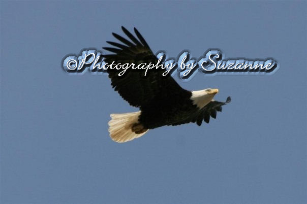 Eagle