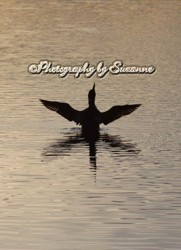 Bird in the water