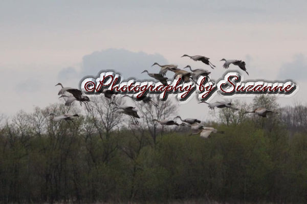 Birds