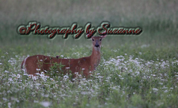 Deer