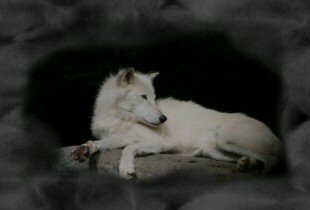 Link to wildlife photos