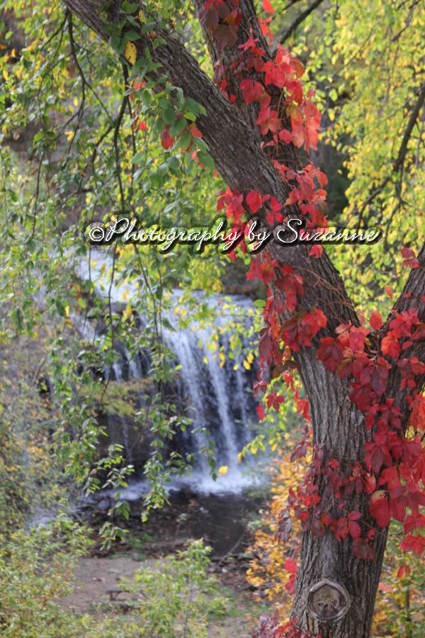 Fall trees and a waterfall