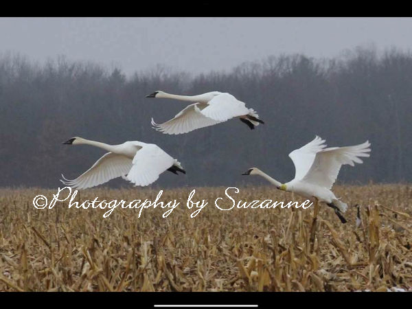Geese