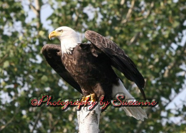 Eagle