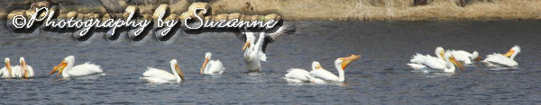 Pelicans