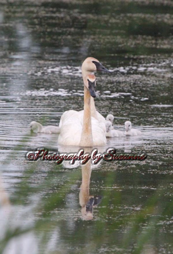 Swans